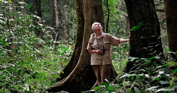 Jane’s Prayer for Pope’s New Declared Day for the Environment Jane Goodall in the Forest