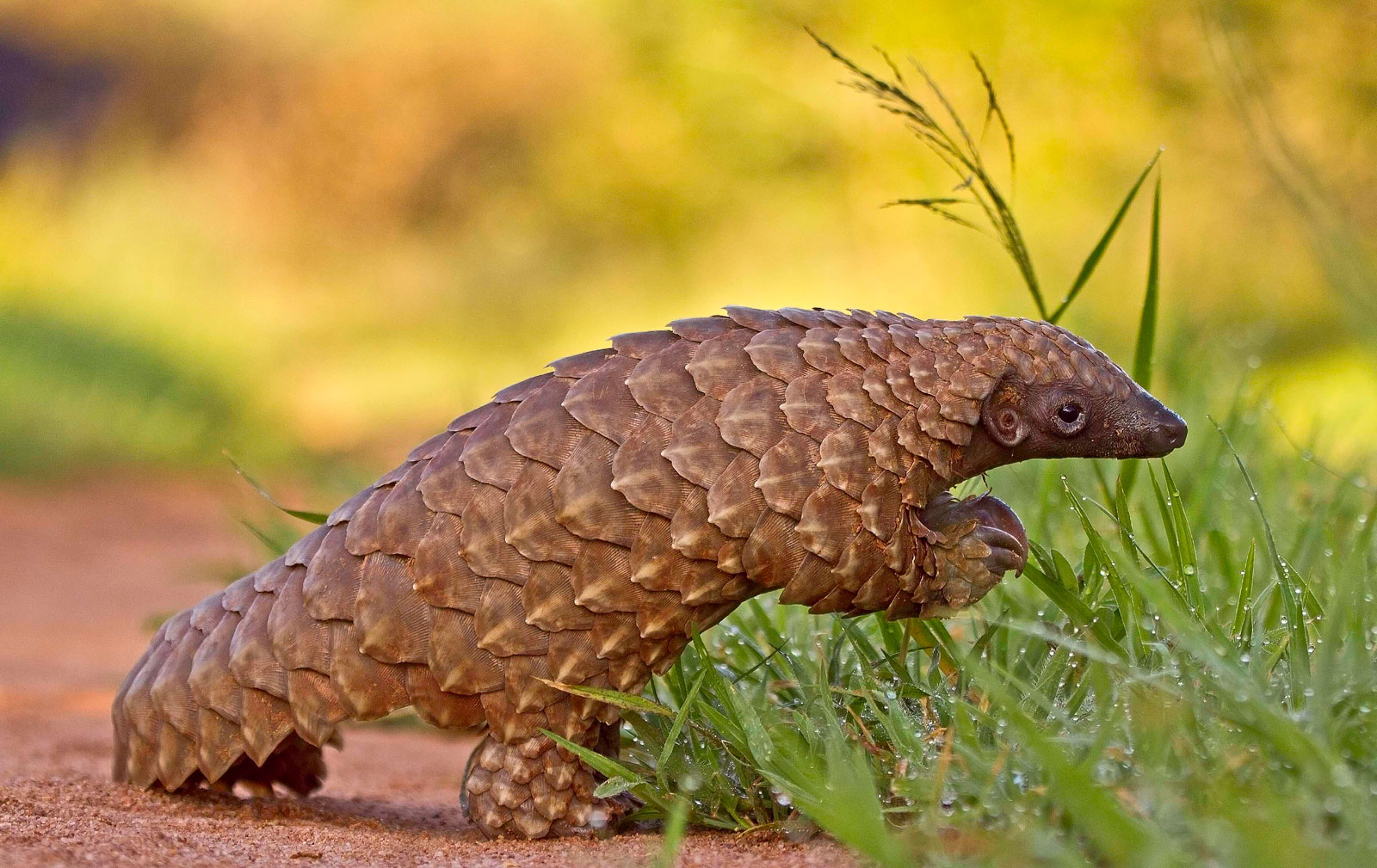 Pangolins: Luck Needs More Than Armor + IUCN World Congress