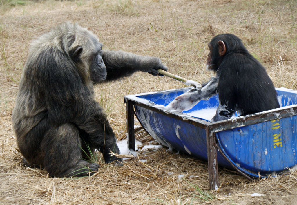 LaVielle plays with baby Mokolo at the JGI Tchimpounga Chimpanzee Rehabilitation Center