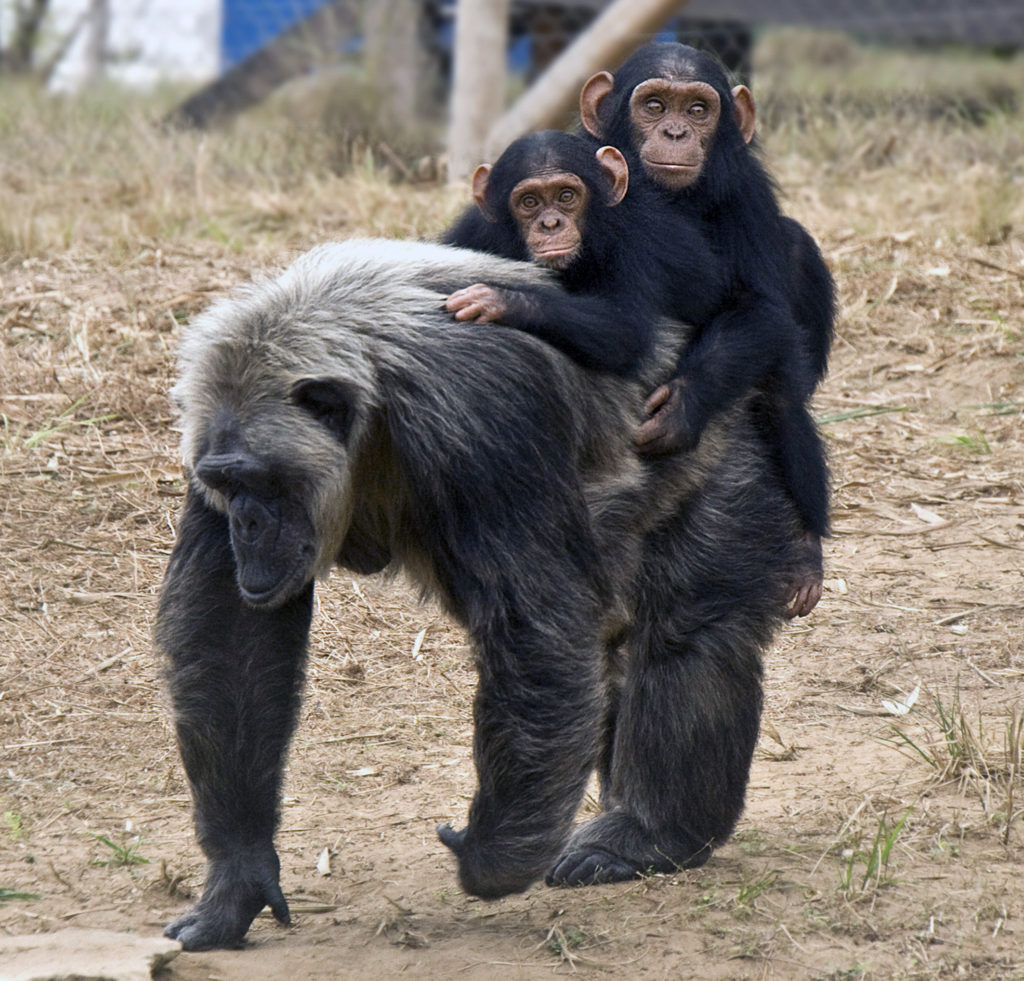 LaVielle plays with orphan babies at the JGI Tchimpounga Chimpanzee Rehabilitation Center