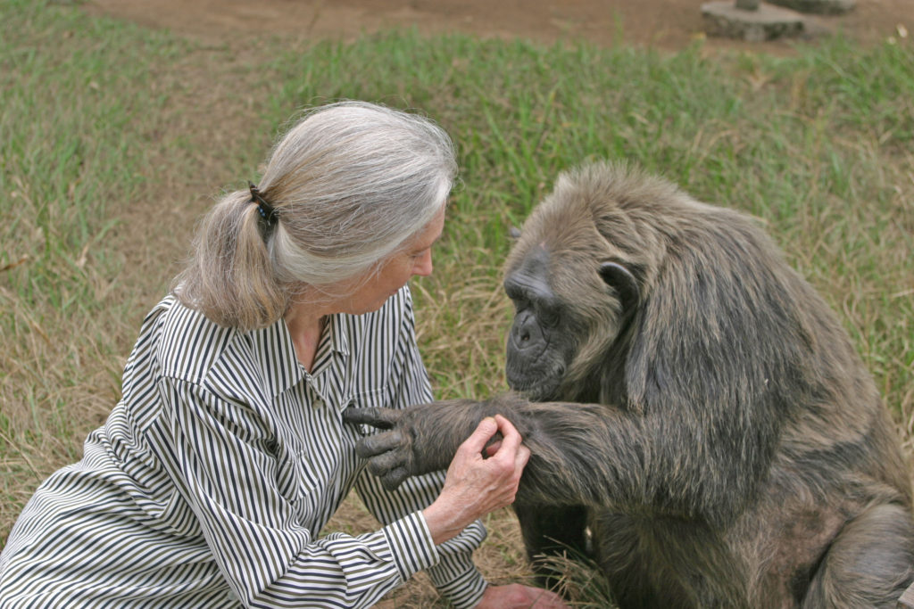 Dr. Jane Goodall with chimpanzee Lavielle at Tchimpounga Sanctuary in Pointe Noire, Congo.