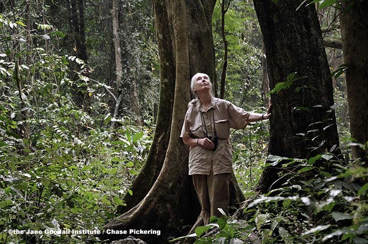 The Tree that Survived 9/11 - Jane Goodall's Good for All News