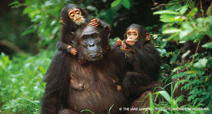 "Twins Golden and Glitter with their mother Gremlin at Gombe National Park in Tanzania. The twins were the first pair to survive past infancy at Gombe."