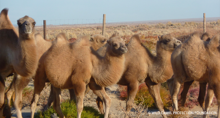 Camel breeding centre