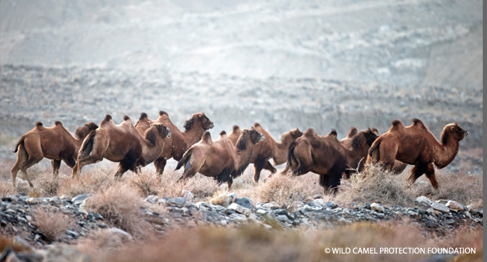 Wild camel herd.