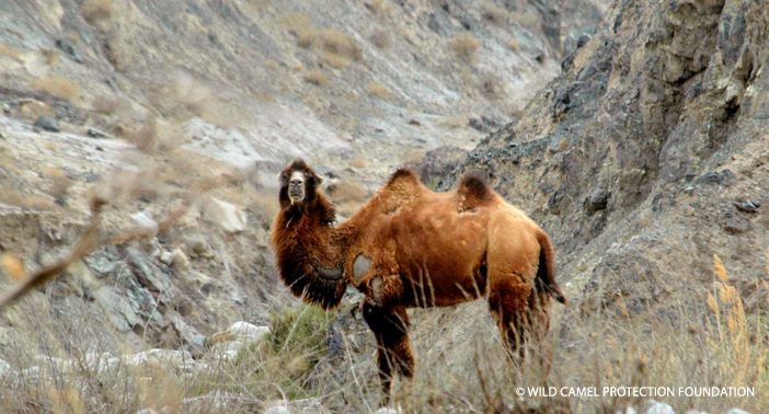 Camel in the wild.