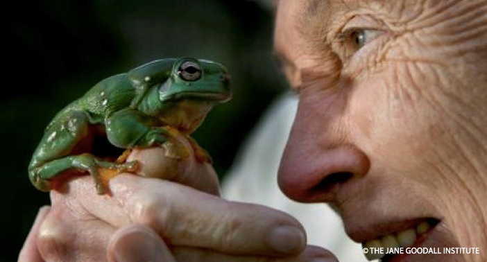 Jane-and-Whites-Tree-Frog_GFAN