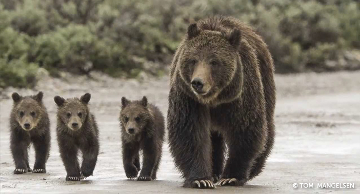 TomMangelsen-GrizzlyMomThreeCubs