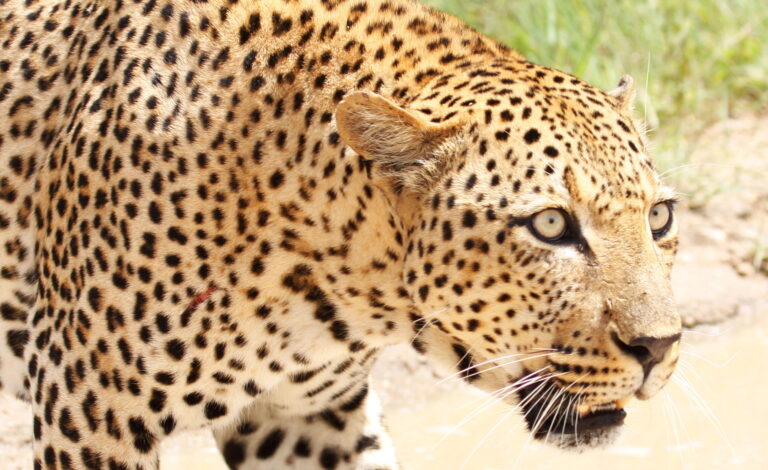 Big Cats Beyond Cecil: Protecting African Leopards