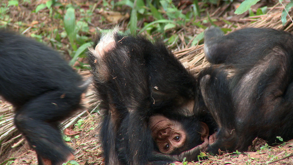 Chimp Footage 2014 03414507 imp