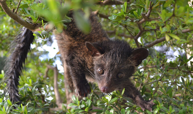 3 Tasty and Humane Alternatives to Civet Coffee
