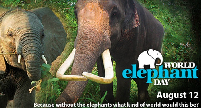 World Elephant Day (August 12th)