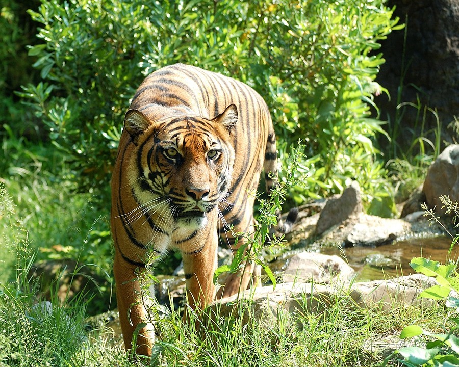 tiger-8057_960_720