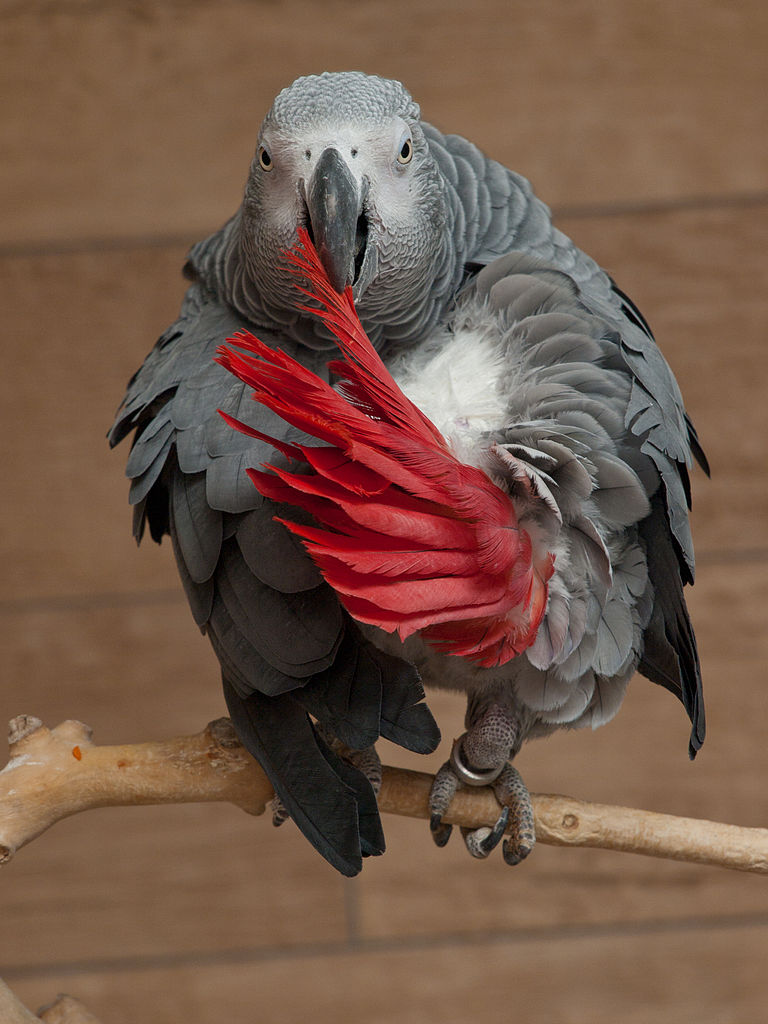 768px-African_grey_parrot