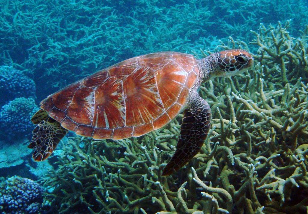 Green_turtle_Palmyra_Atoll_National_Wildlife_Refuge Jane Goodall's