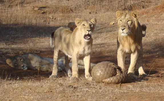 Pangolin_defending_itself_from_lions_(Gir_Forest,_Gujarat,_India)