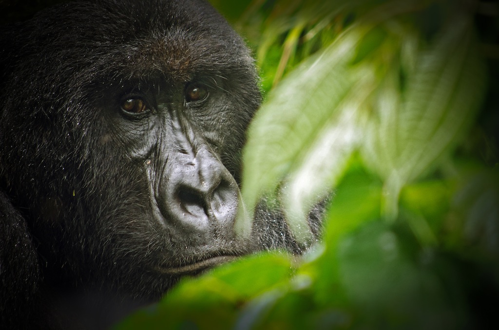 Virunga_National_Park_Gorilla