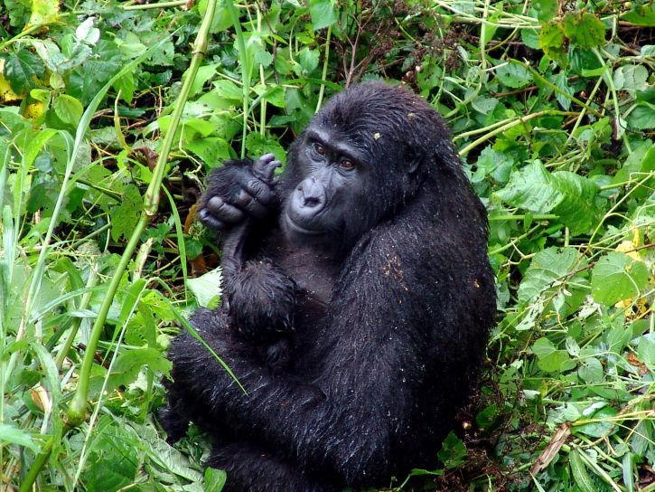 gorilla-in-the-tropical-rain-forest-725x544