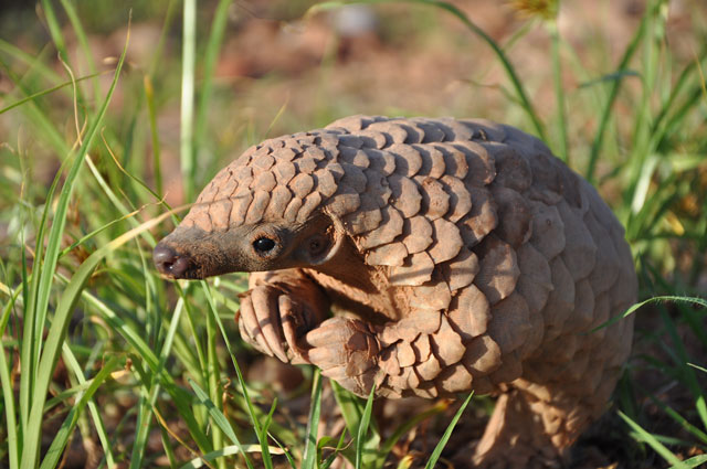 A Lucky Day: World Pangolin Day!