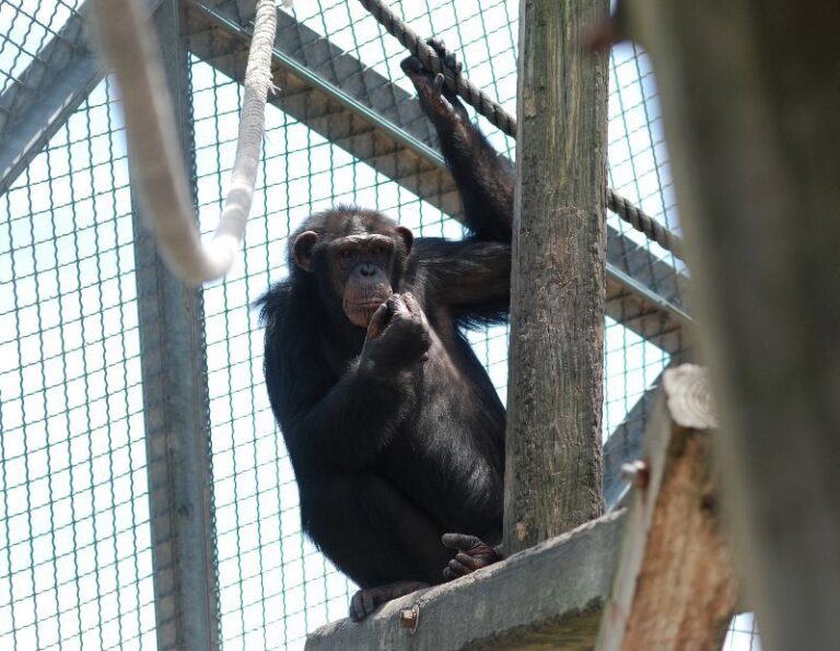 Biomedical Research Chimps Say Goodbye to Labs, Hello to Freedom