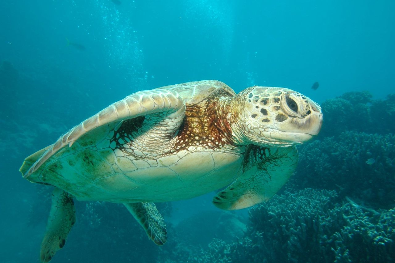 1280px-Great_Barrier_Reef_Cairns_Australia