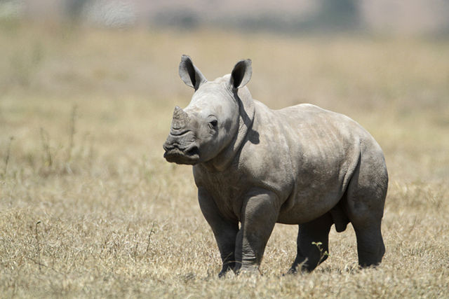 640px-White_Baby_Rhino