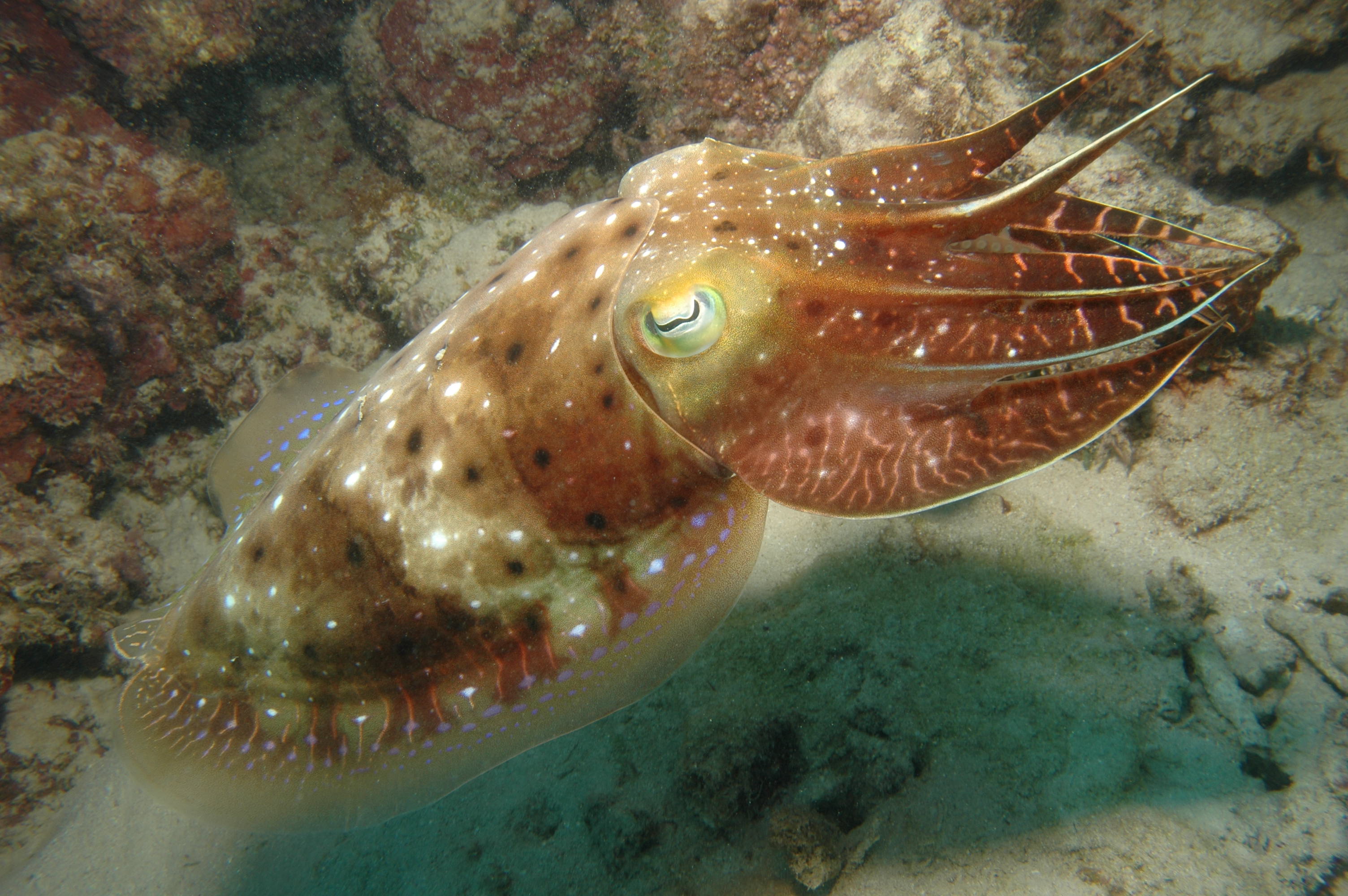 Cuttlefish,_Great_Barrier_Reef,_Cairns,_Australia