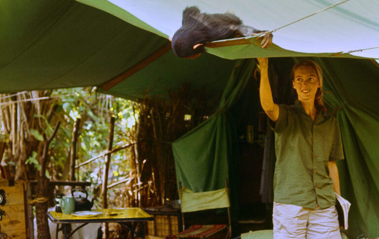 Do Halloween Right With a Night as Jane Goodall