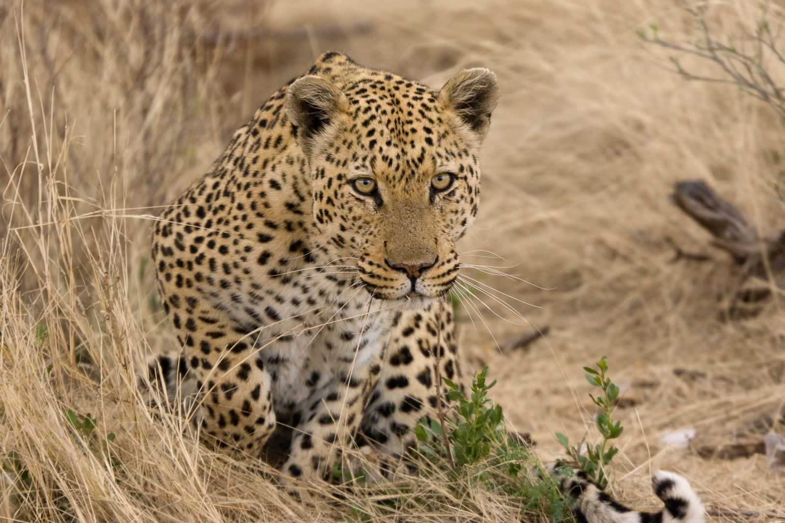 Leopard_about_to_Pounce_(3684691845)