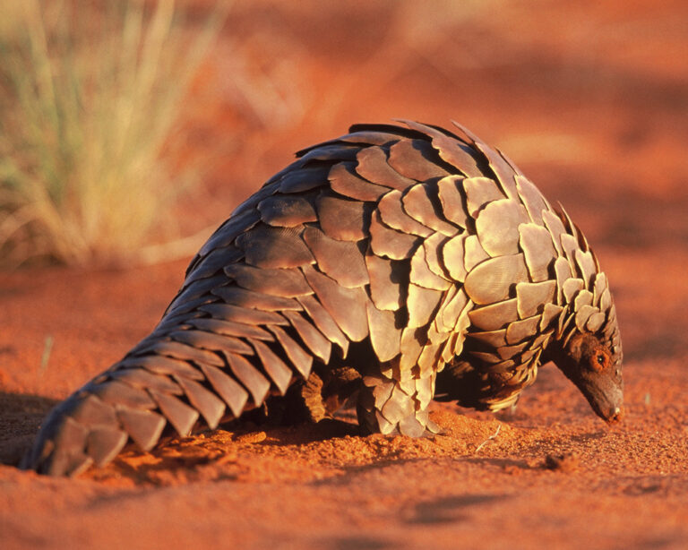 Pangolin Wildlife Trafficking Wars: A New Hope