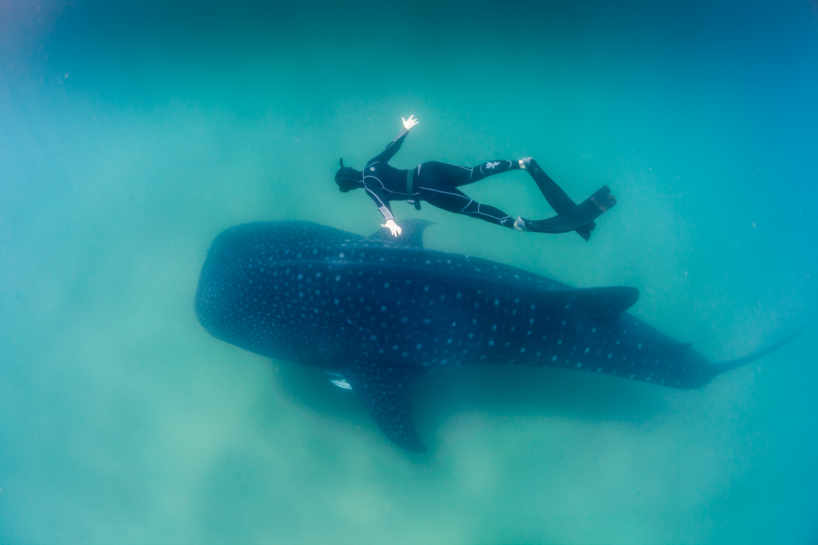 Whale_Shark_and_Freediver