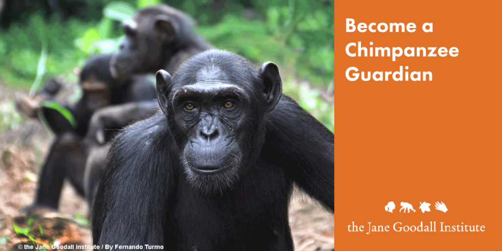 ChimpGuardian_GiftGuide_JaneGoodallInst