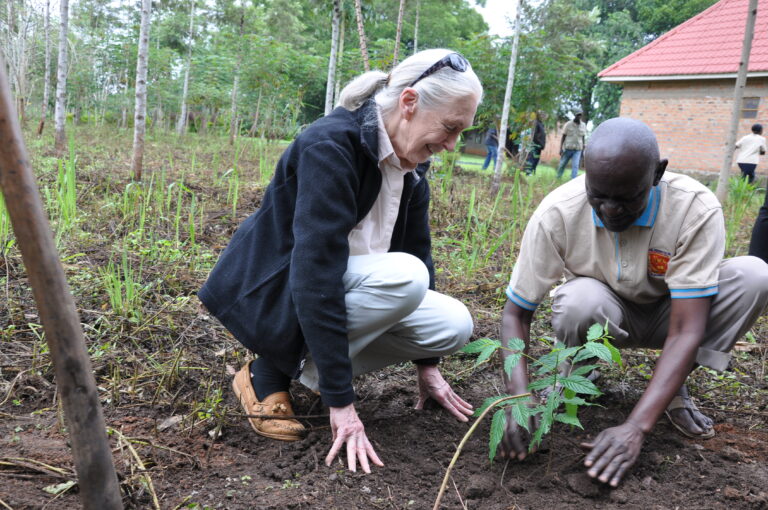 UDPATE: Dr. Jane Goodall & JGI’s Forest “Engineer” in Uganda