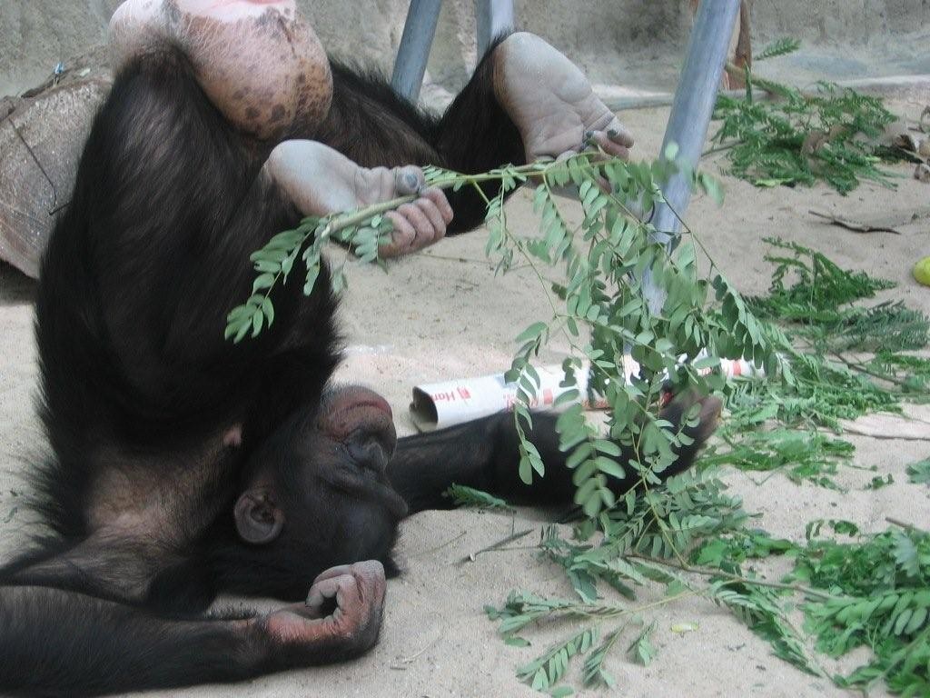 Doha Zoo happy Rita with browse, photo Hilda Tresz