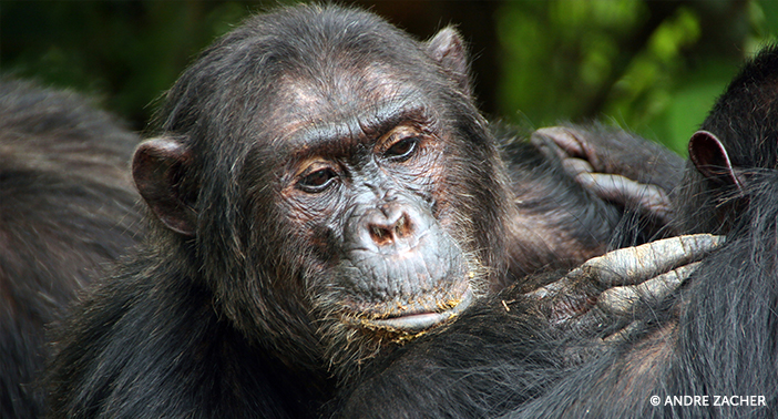 From Top to Bottom, Chimpanzee Social Hierachy is Amazing!