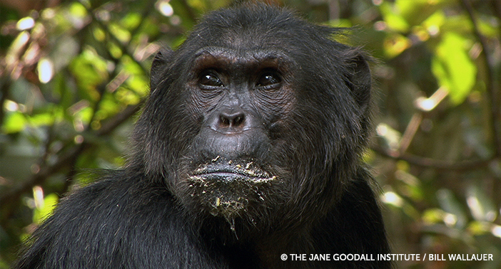 Ferdinand, Gombe's now former alpha male.