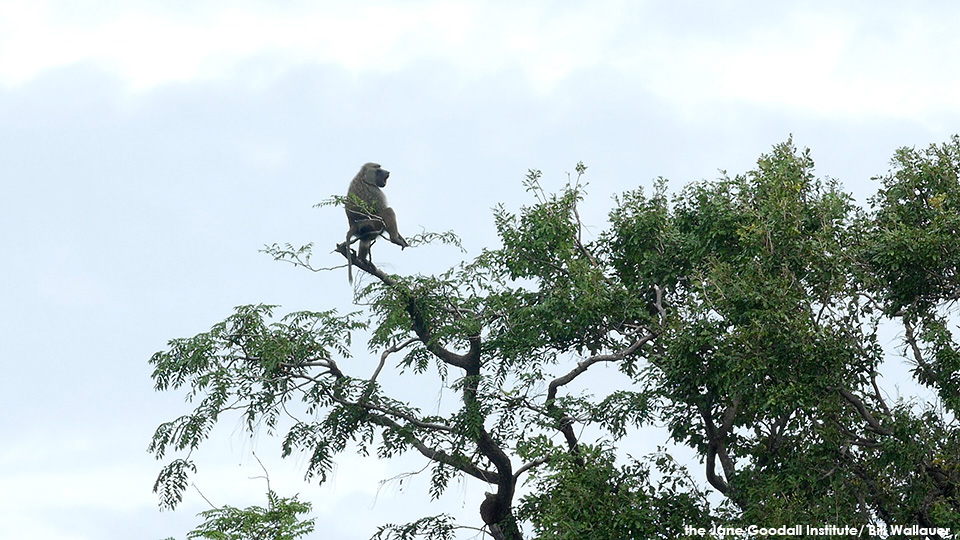 P1220723 Bab wahoo in tree copy credit