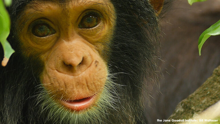 JGI Jungle Journals : Notes from Gombe, Tanzania III