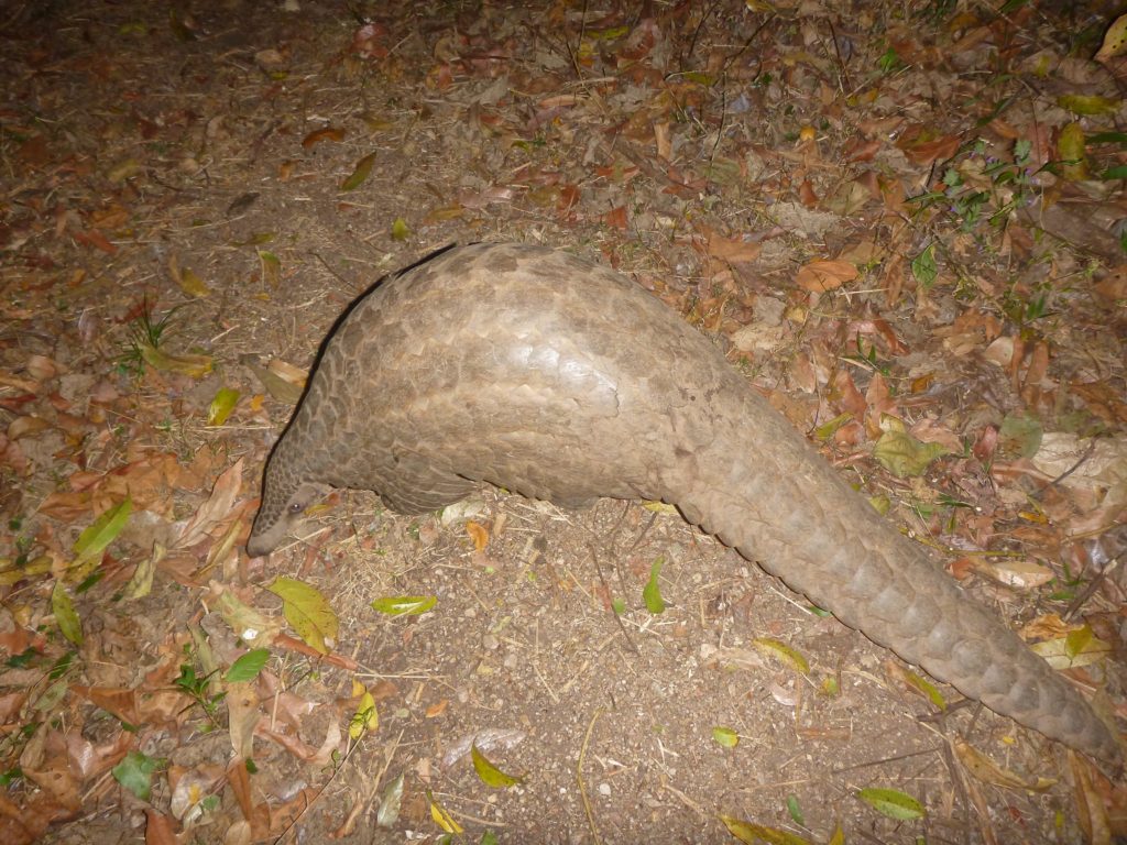 Pangolin Gombe-1