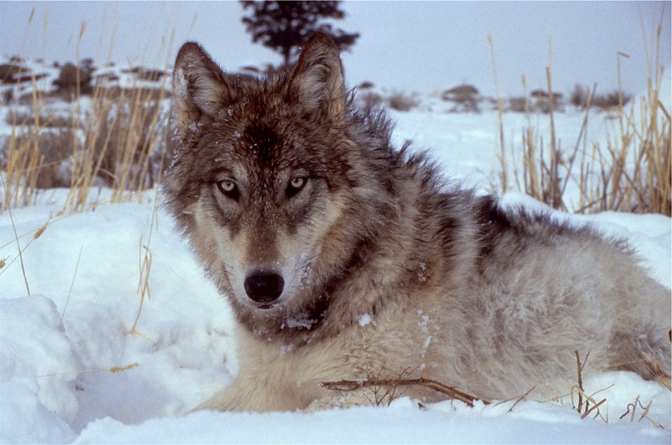 wolf-518209_960_720