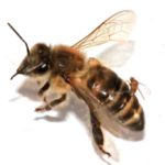 Female_Apocephalus_borealis_ovipositing_into_the_abdomen_of_a_worker_honey_bee