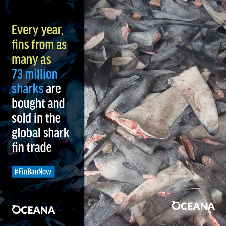 Shark-Fin Bans Hard to Police - WSJ