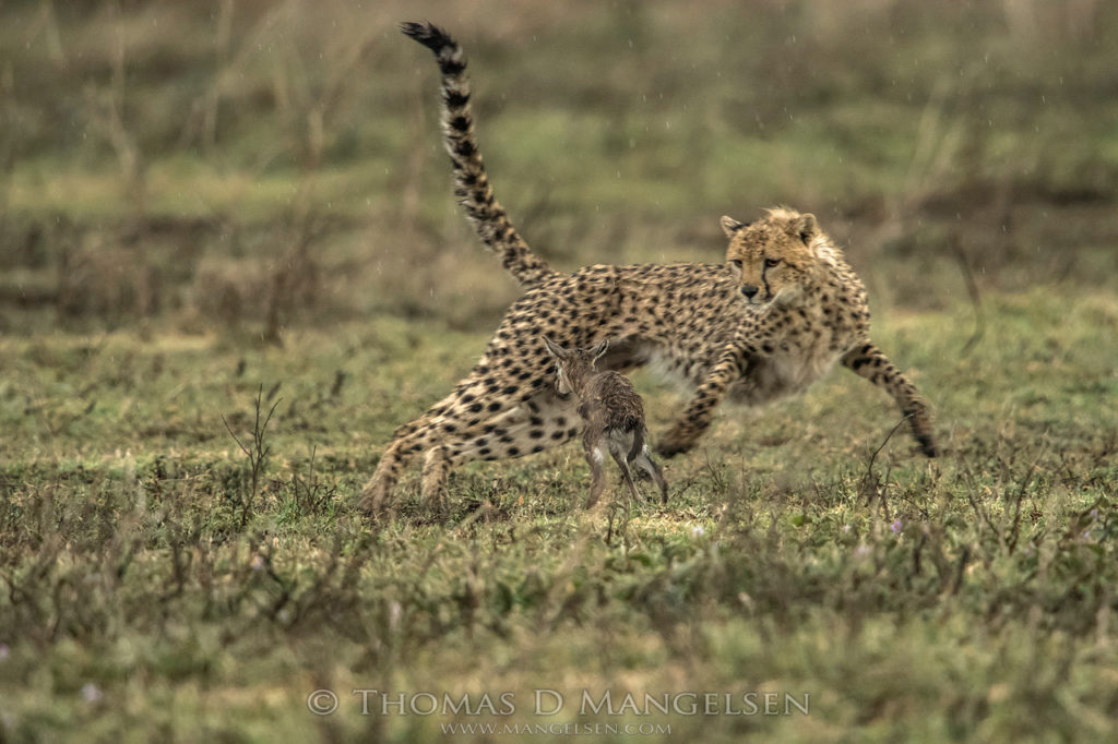 gazelle-imprints-on-cheetah