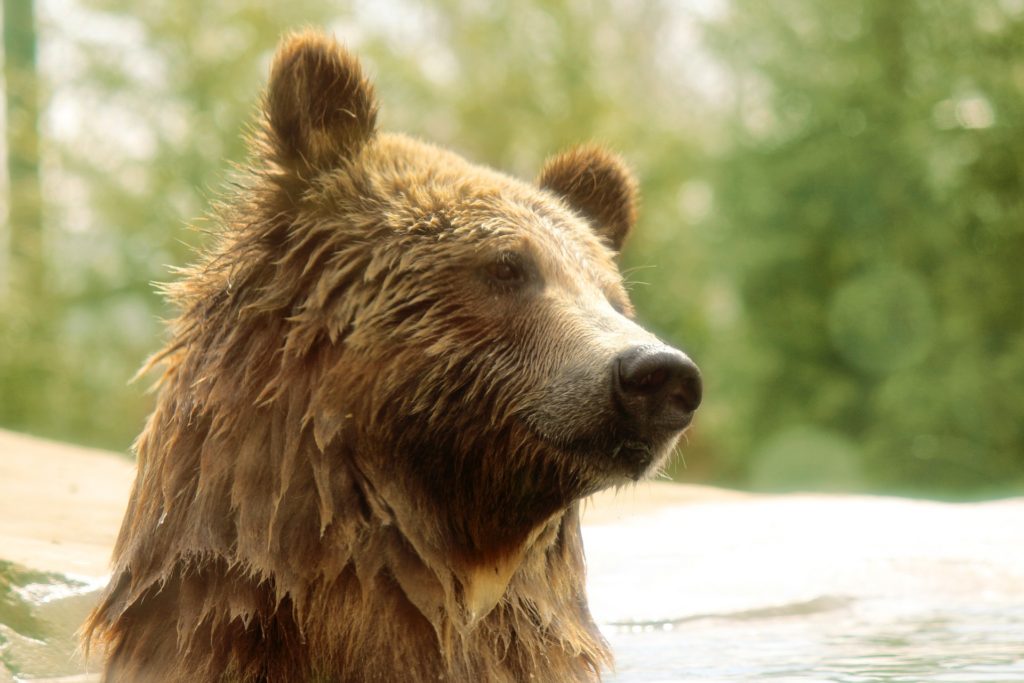 grizzly-bear-portrait