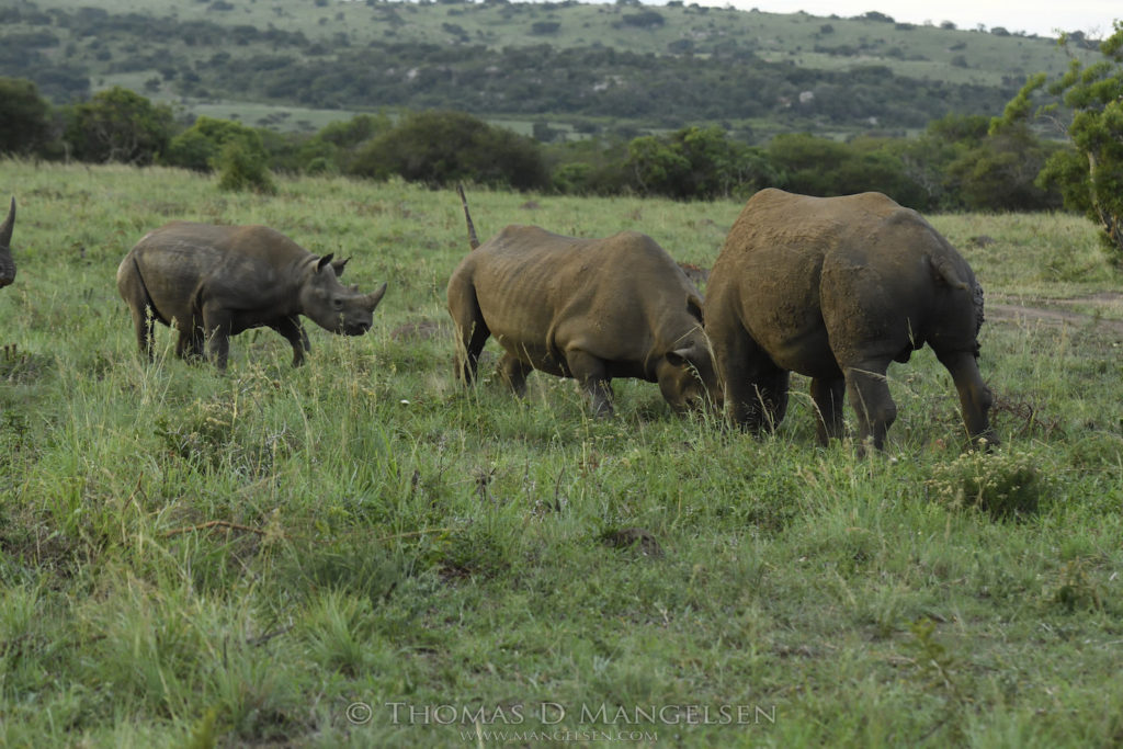 mama-rhino-shows-bull-who-is-boss