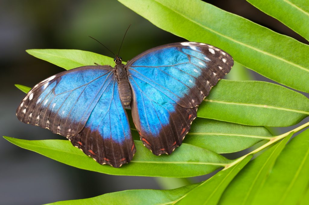 morpho-butterfly-1452254349NBZ