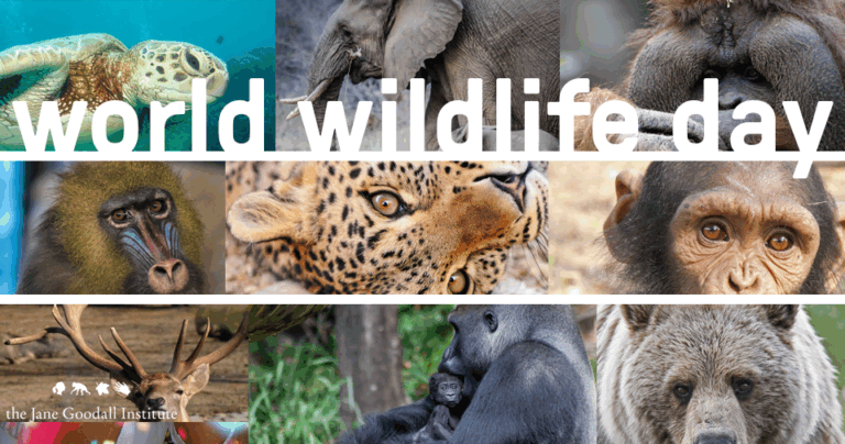 World Wildlife Day: A World Without Wildlife, is Not a World at All