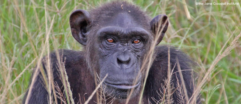 Human Primates Working Together to Protect All Primates