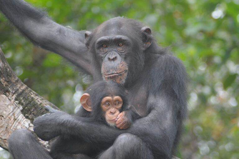 Resolution at Last for New York Blood Center Chimps in Liberia