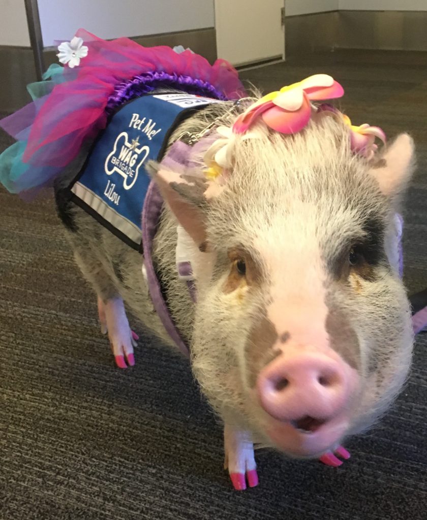 San Francisco Airport Adds First Cat to Wag Brigade Therapy Animal